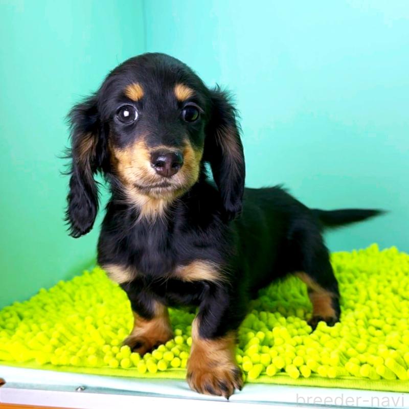 販売中の栃木県のミニチュアダックスフンド(ロングヘアード)-444676の3枚目