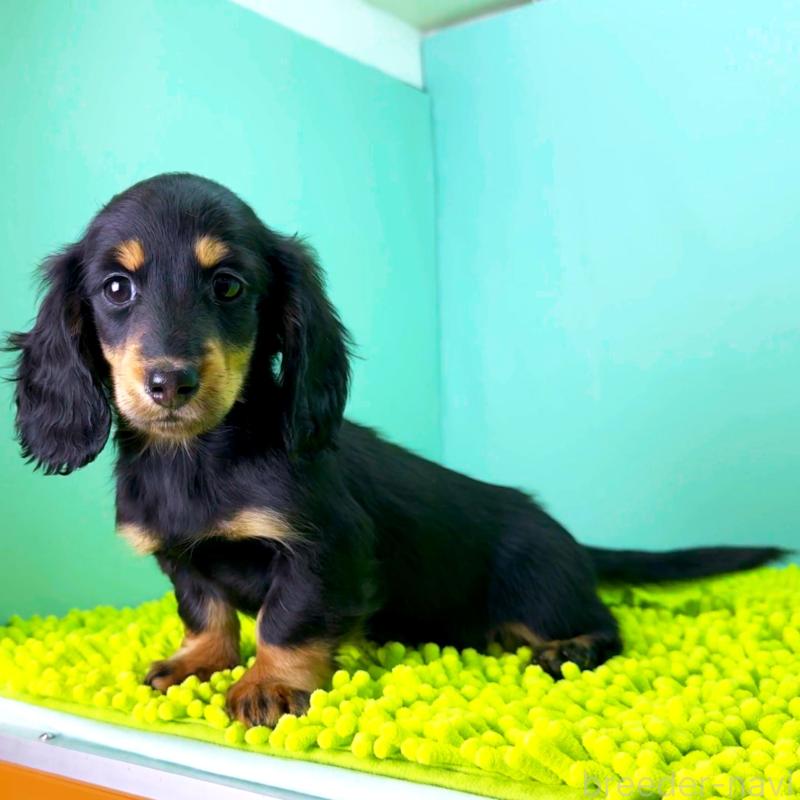 販売中の栃木県のミニチュアダックスフンド(ロングヘアード)-444676の2枚目