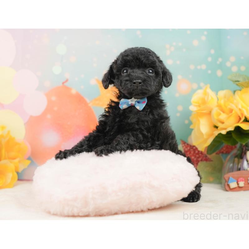 販売中の静岡県のトイプードル-444679の4枚目