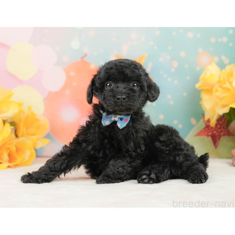 販売中の静岡県のトイプードル-444679の3枚目