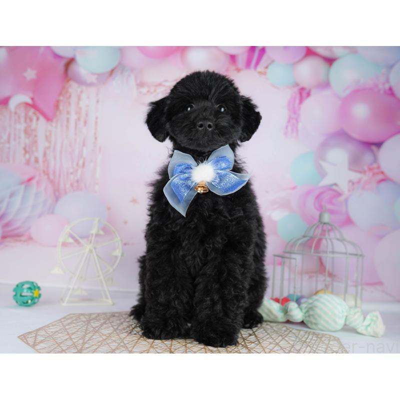 販売中の千葉県のトイプードル-444682の6枚目