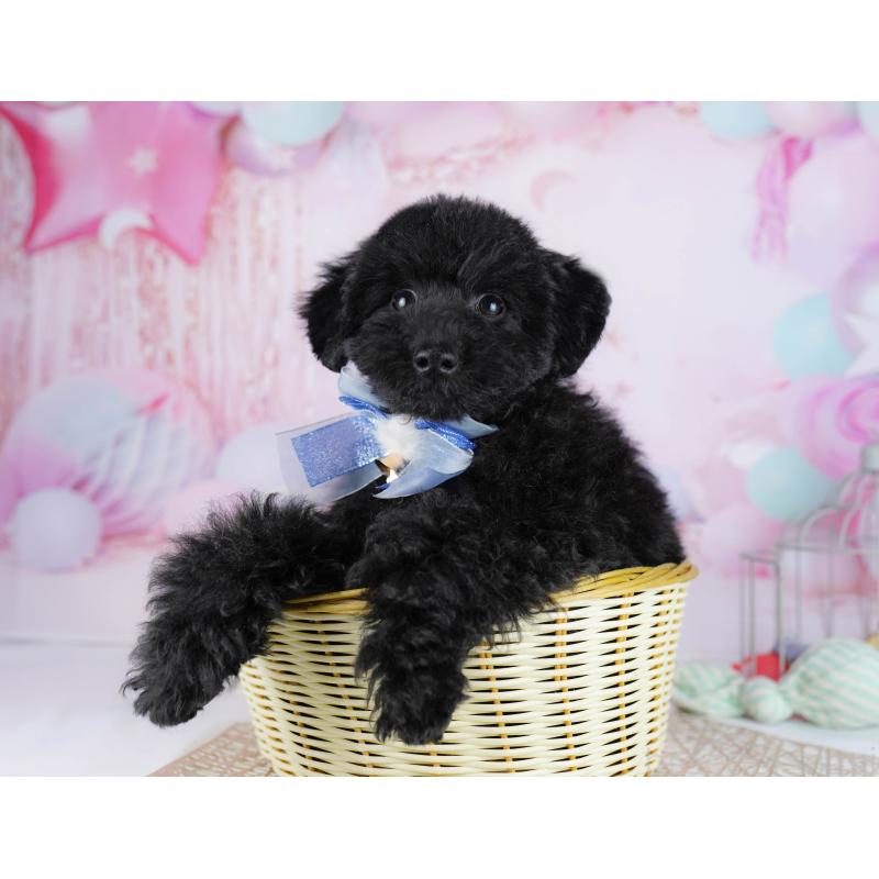 販売中の千葉県のトイプードル-444682の5枚目