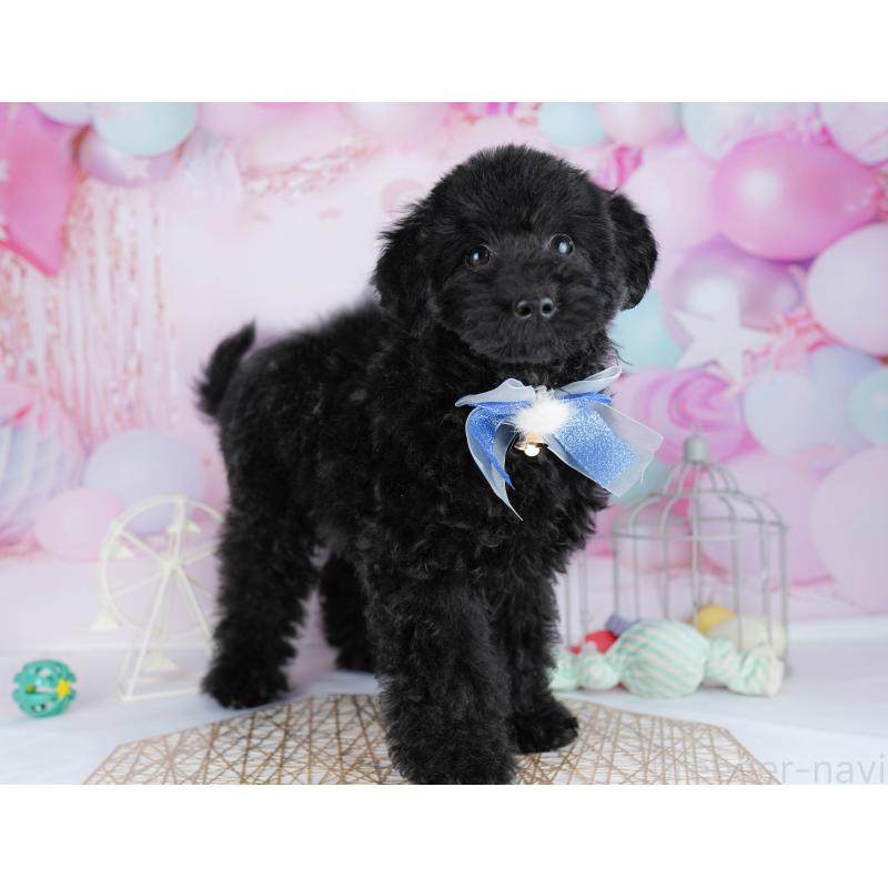 販売中の千葉県のトイプードル-444682の4枚目