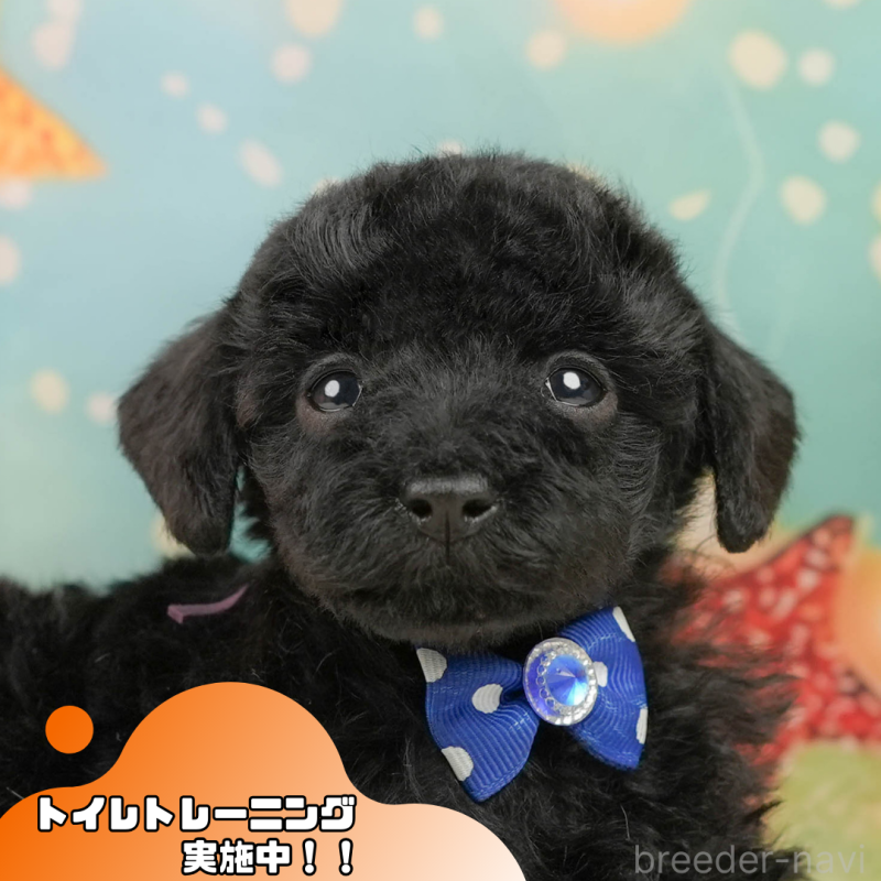 販売中の静岡県のトイプードル-444680の1枚目