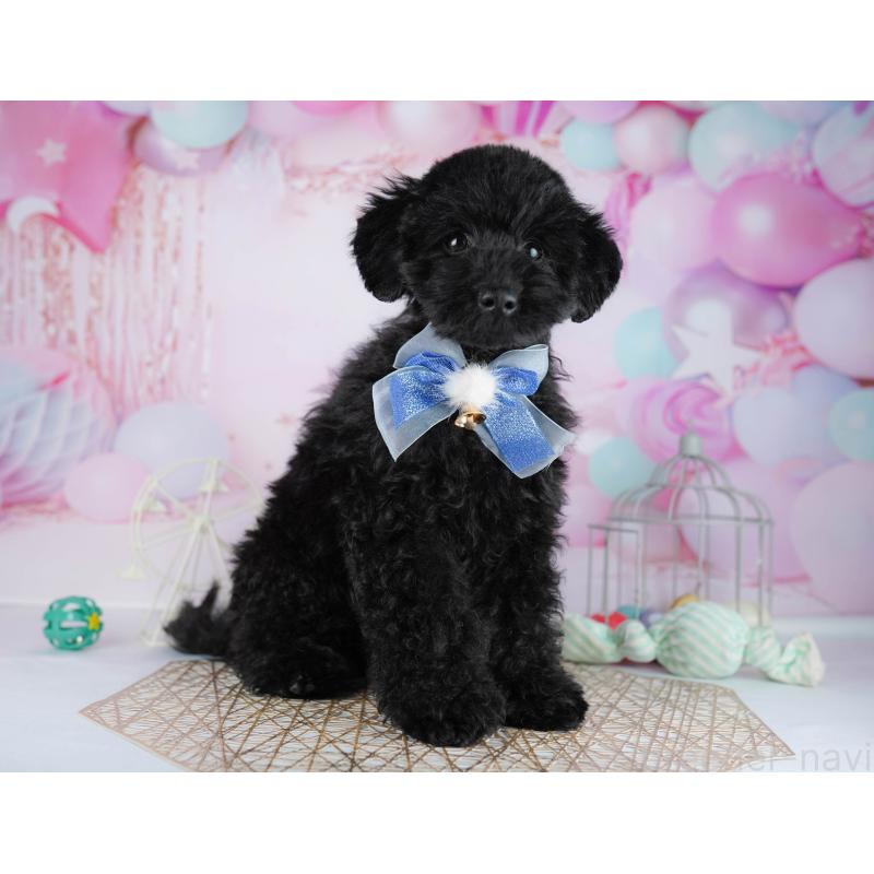 販売中の千葉県のトイプードル-444682の2枚目