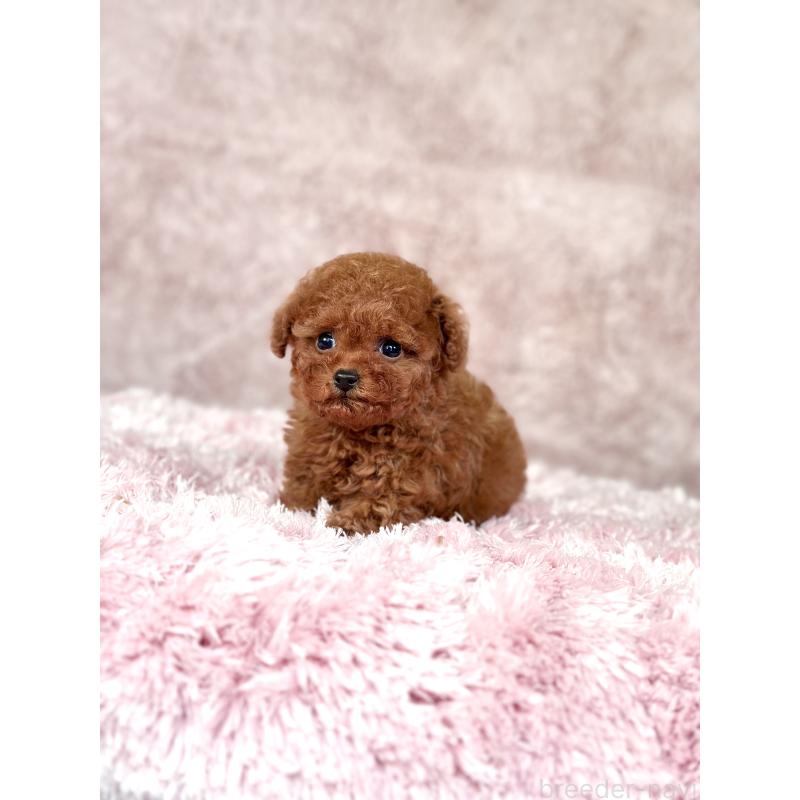 販売中の茨城県のタイニープードル-443753の2枚目