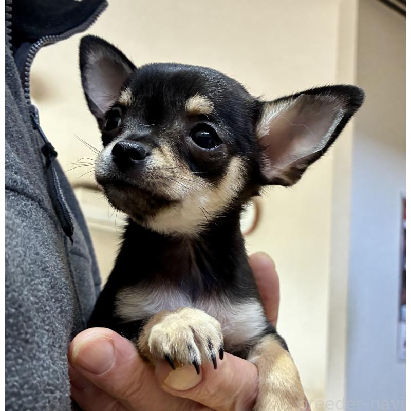 販売中の広島県のチワワ(スムースコート)-444683の3枚目