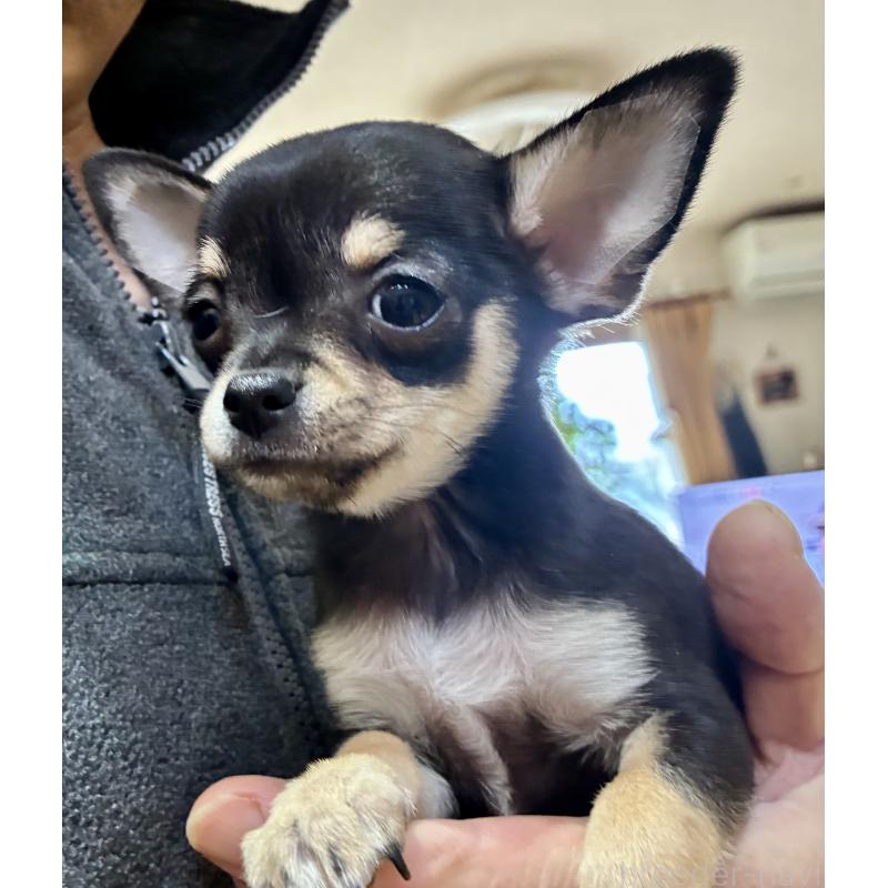 販売中の広島県のチワワ(スムースコート)-444683の2枚目