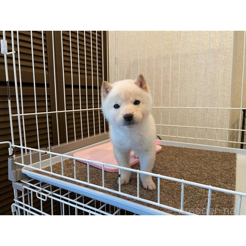 販売中の兵庫県の豆柴-436192の3枚目