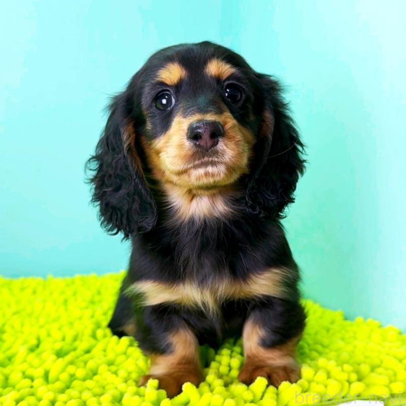 販売中の栃木県のミニチュアダックスフンド(ロングヘアード)-444684の1枚目