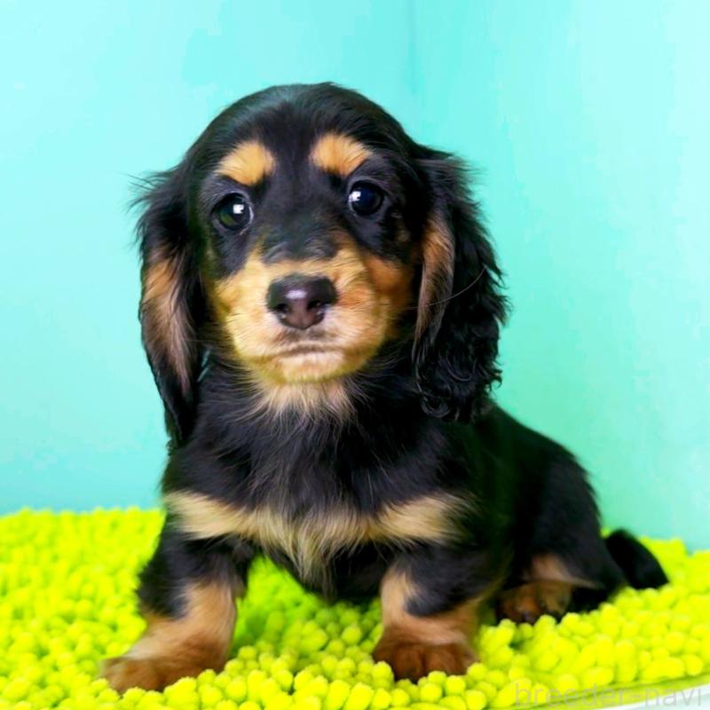 販売中の栃木県のミニチュアダックスフンド(ロングヘアード)-444684の6枚目