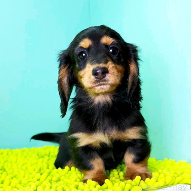 販売中の栃木県のミニチュアダックスフンド(ロングヘアード)-444684の4枚目