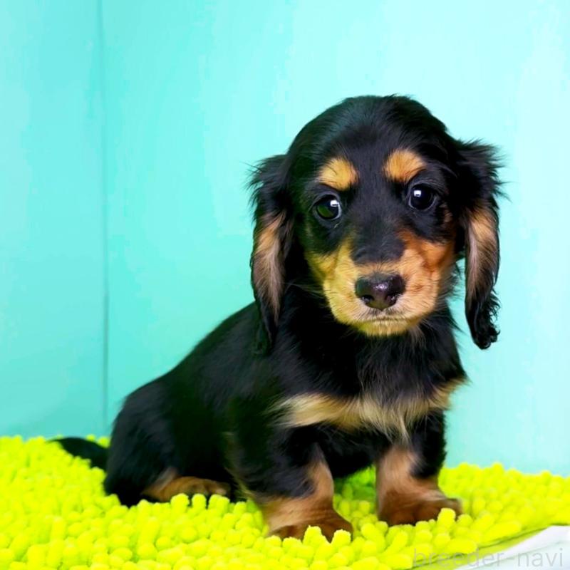 販売中の栃木県のミニチュアダックスフンド(ロングヘアード)-444684の3枚目