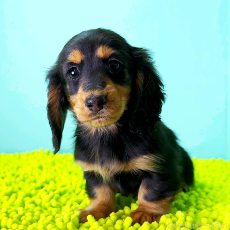 販売中の栃木県のミニチュアダックスフンド(ロングヘアード)-444684の2枚目