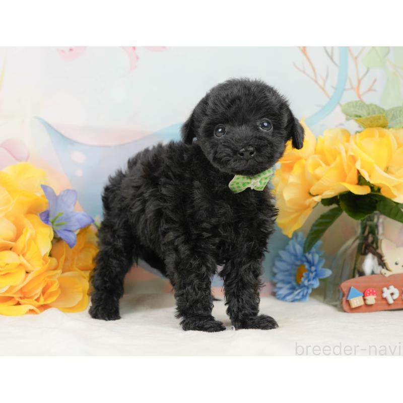 販売中の静岡県のトイプードル-444685の4枚目