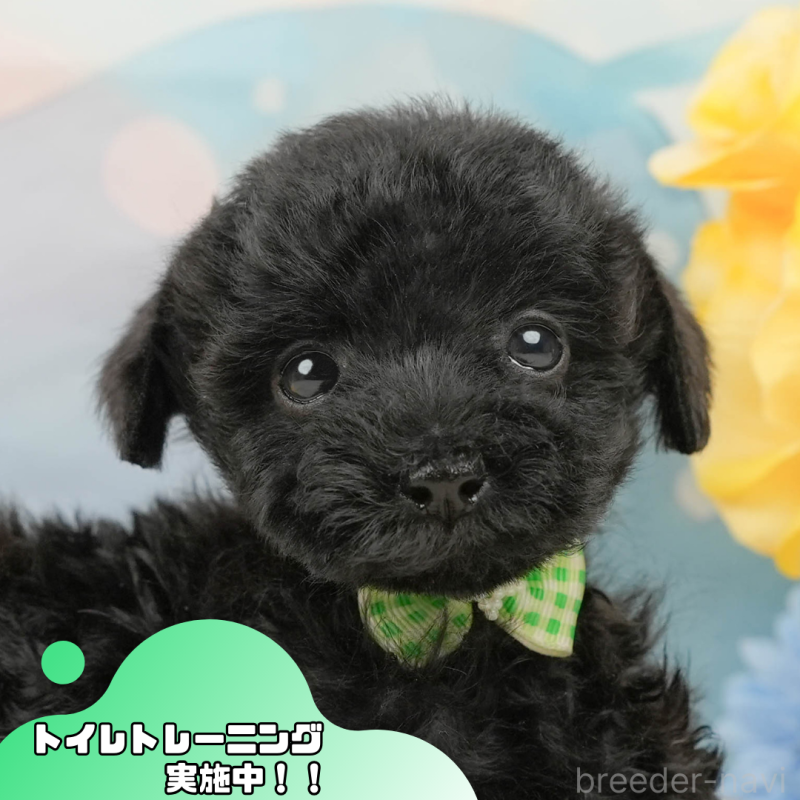 販売中の静岡県のトイプードル-444685の1枚目