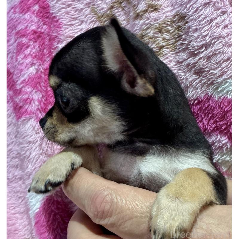 販売中の広島県のチワワ(スムースコート)-444688の4枚目