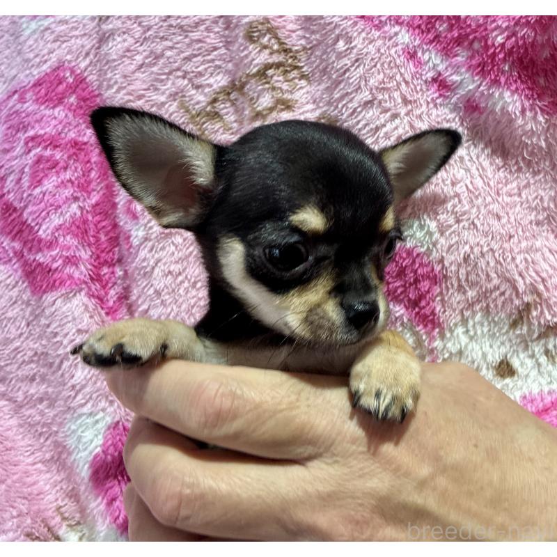 販売中の広島県のチワワ(スムースコート)-444688の3枚目