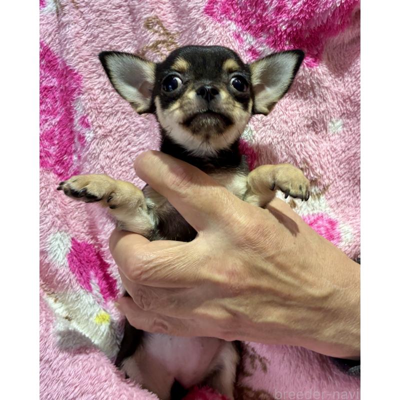 販売中の広島県のチワワ(スムースコート)-444688の2枚目