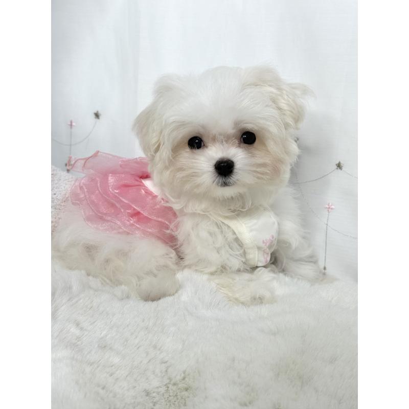 販売中の大阪府のマルチーズ-437957の4枚目