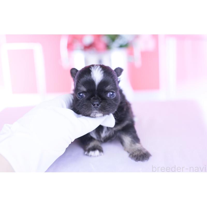 販売中の愛知県のチワワ(ロングコート)-444689の9枚目