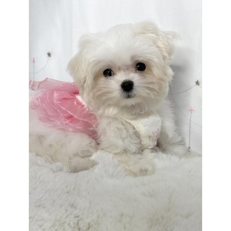 販売中の大阪府のマルチーズ-437957の3枚目