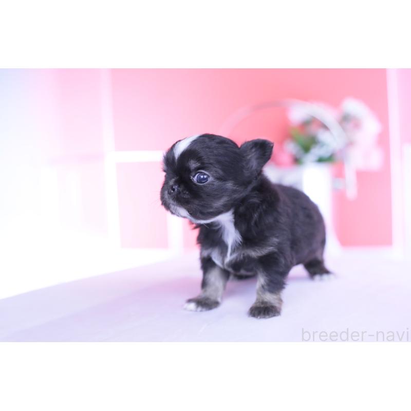 販売中の愛知県のチワワ(ロングコート)-444689の8枚目