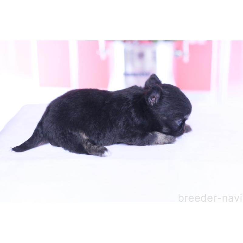 販売中の愛知県のチワワ(ロングコート)-444689の5枚目