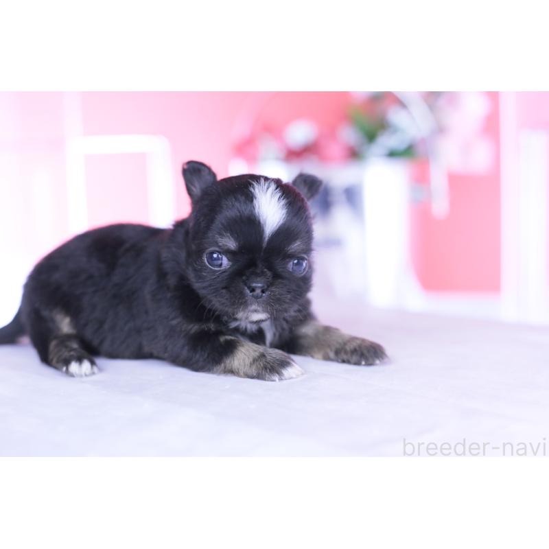 販売中の愛知県のチワワ(ロングコート)-444689の4枚目