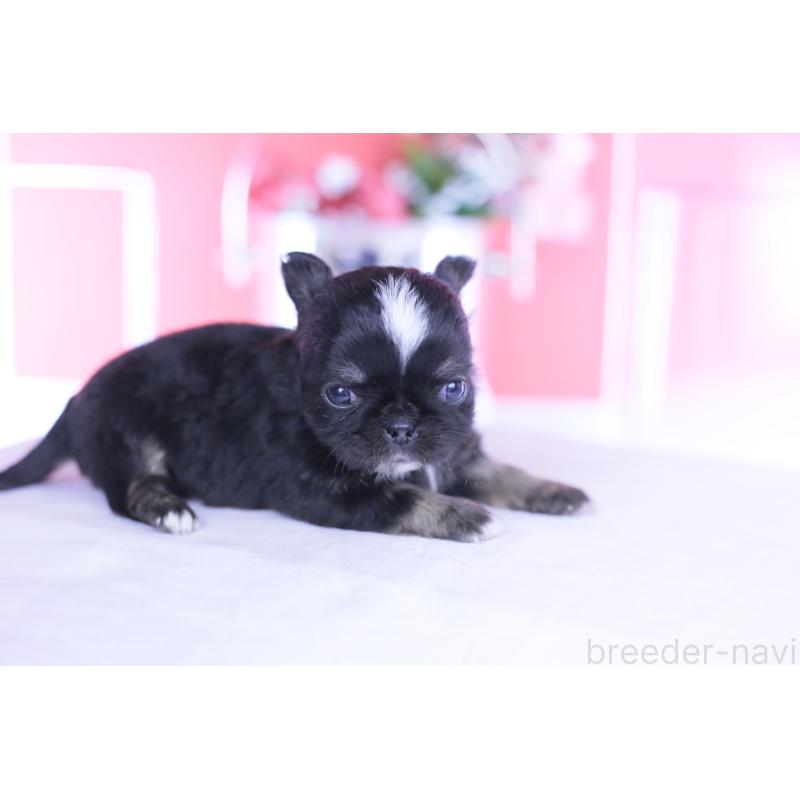 販売中の愛知県のチワワ(ロングコート)-444689の2枚目