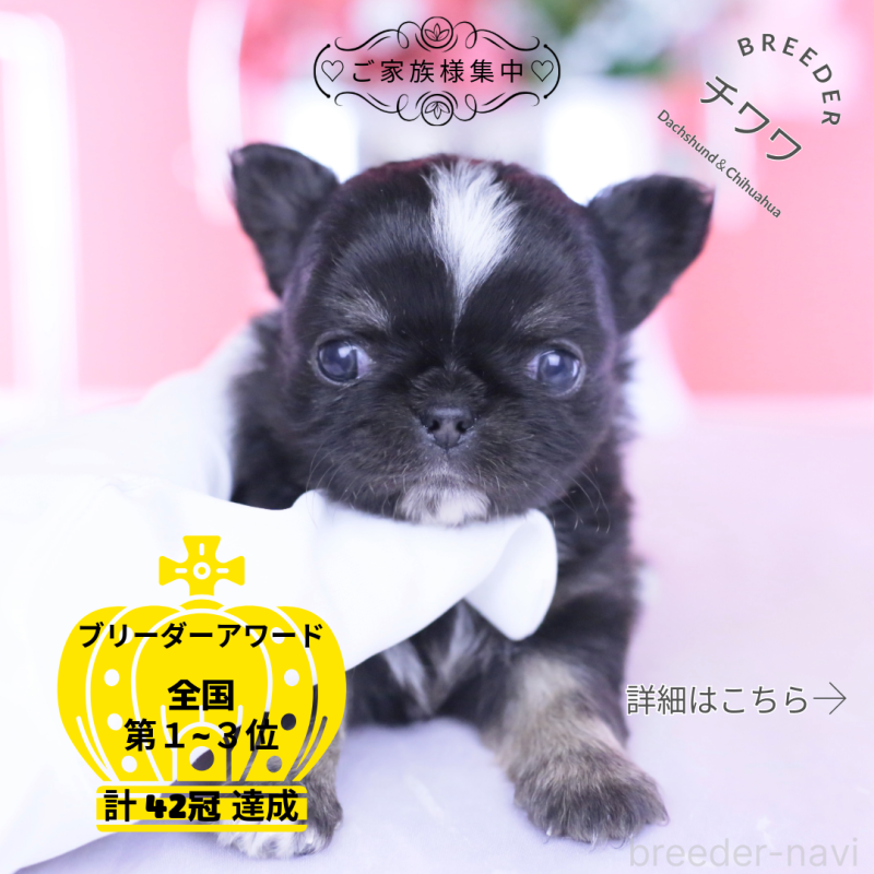 販売中の愛知県のチワワ(ロングコート)-444689