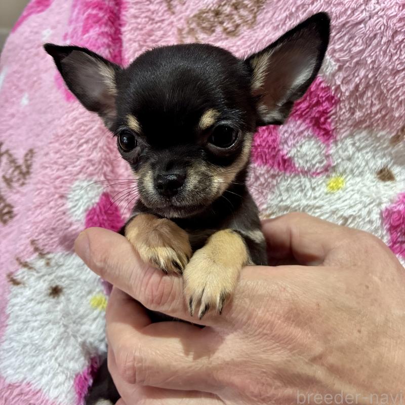 販売中の広島県のチワワ(スムースコート)-444691の1枚目