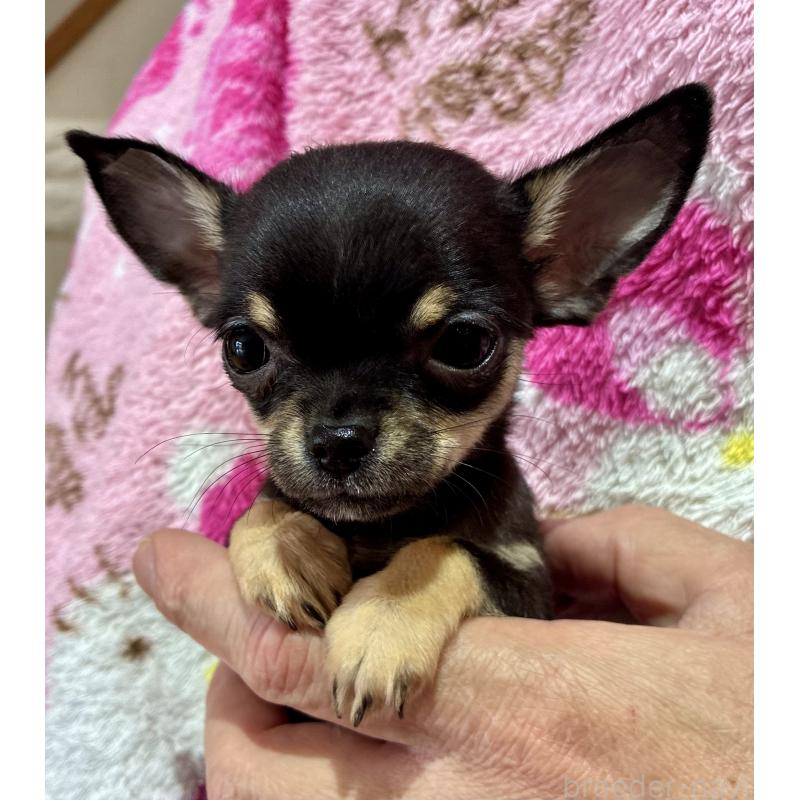 販売中の広島県のチワワ(スムースコート)-444691の4枚目