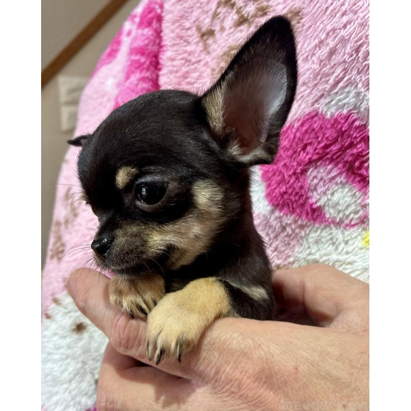 販売中の広島県のチワワ(スムースコート)-444691の3枚目