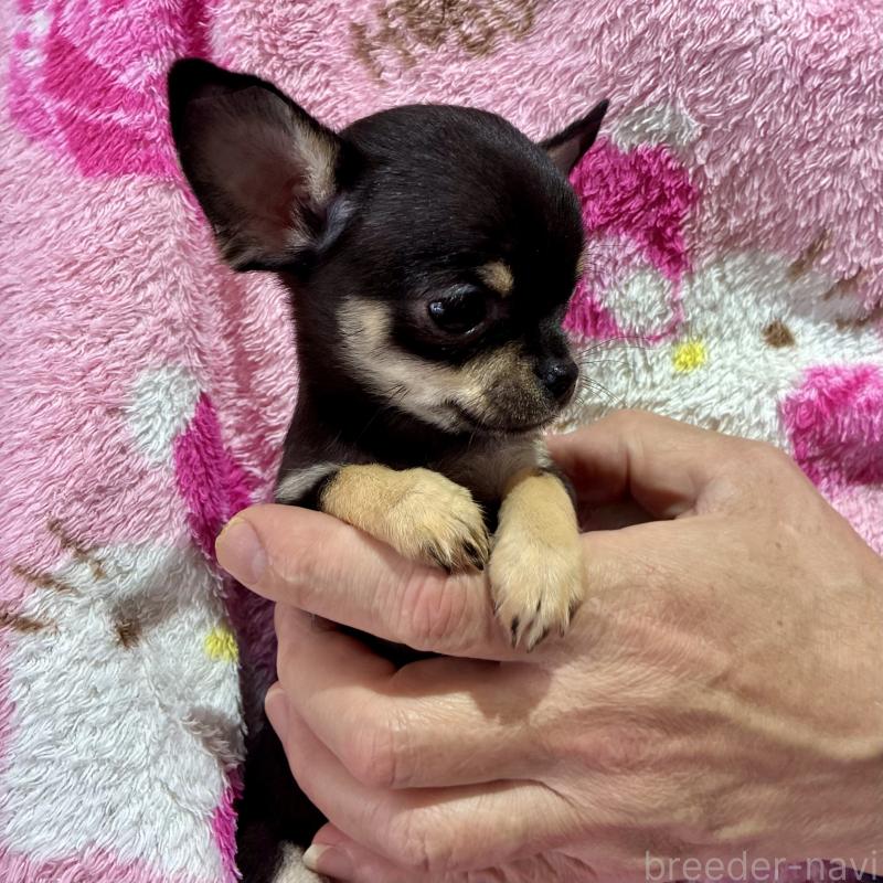 販売中の広島県のチワワ(スムースコート)-444691の2枚目