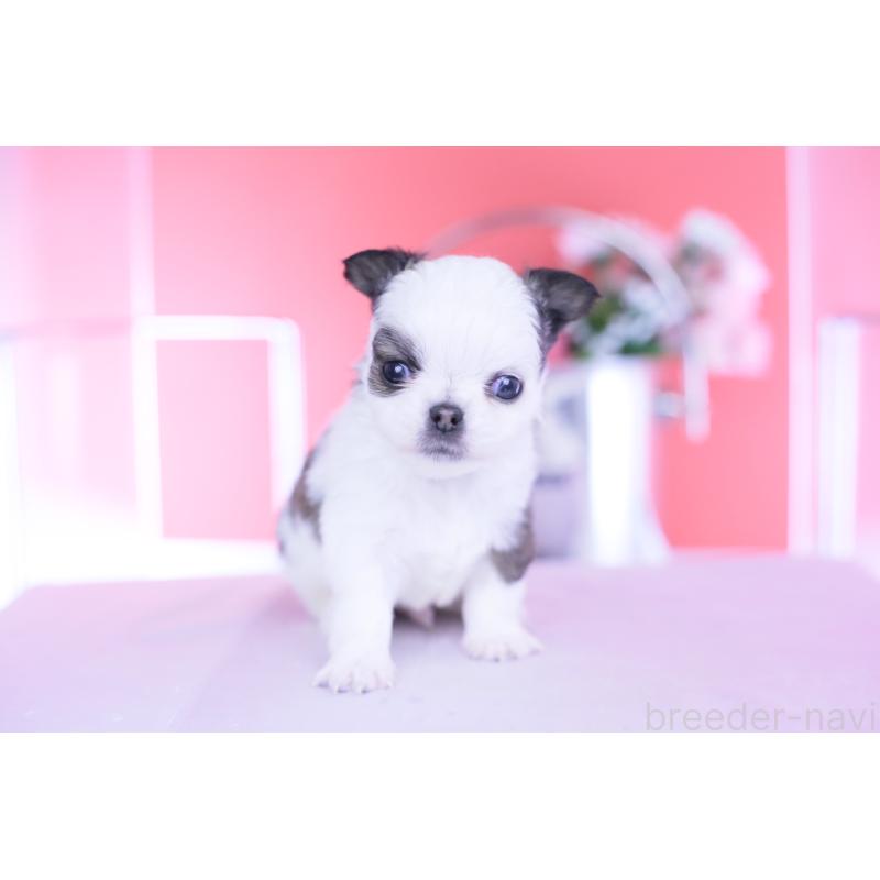 販売中の愛知県のチワワ(ロングコート)-444693の11枚目