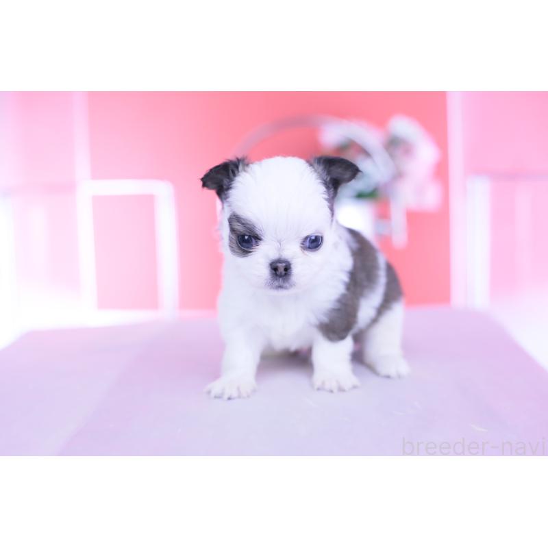 販売中の愛知県のチワワ(ロングコート)-444693の10枚目