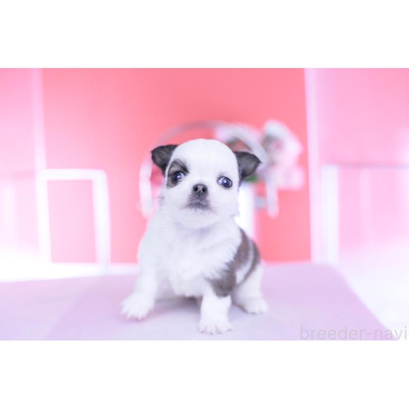 販売中の愛知県のチワワ(ロングコート)-444693の9枚目