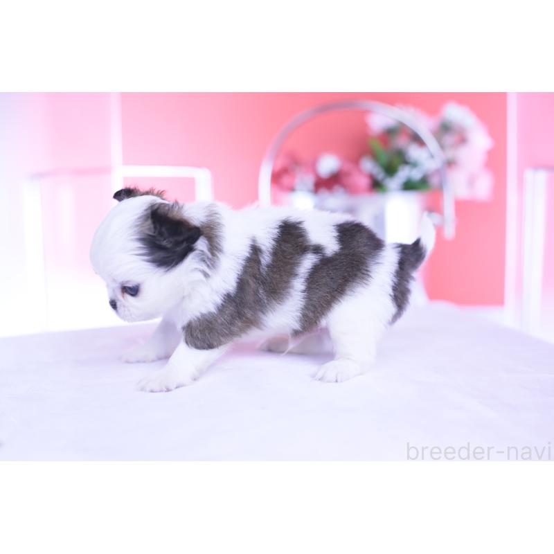 販売中の愛知県のチワワ(ロングコート)-444693の7枚目