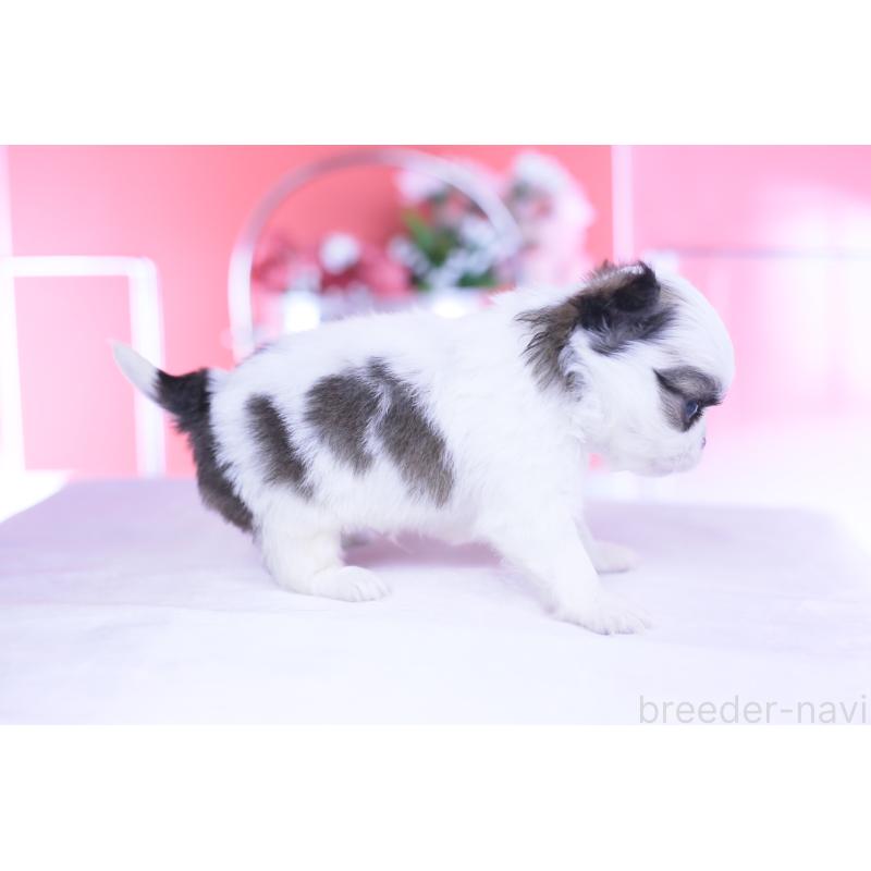 販売中の愛知県のチワワ(ロングコート)-444693の6枚目