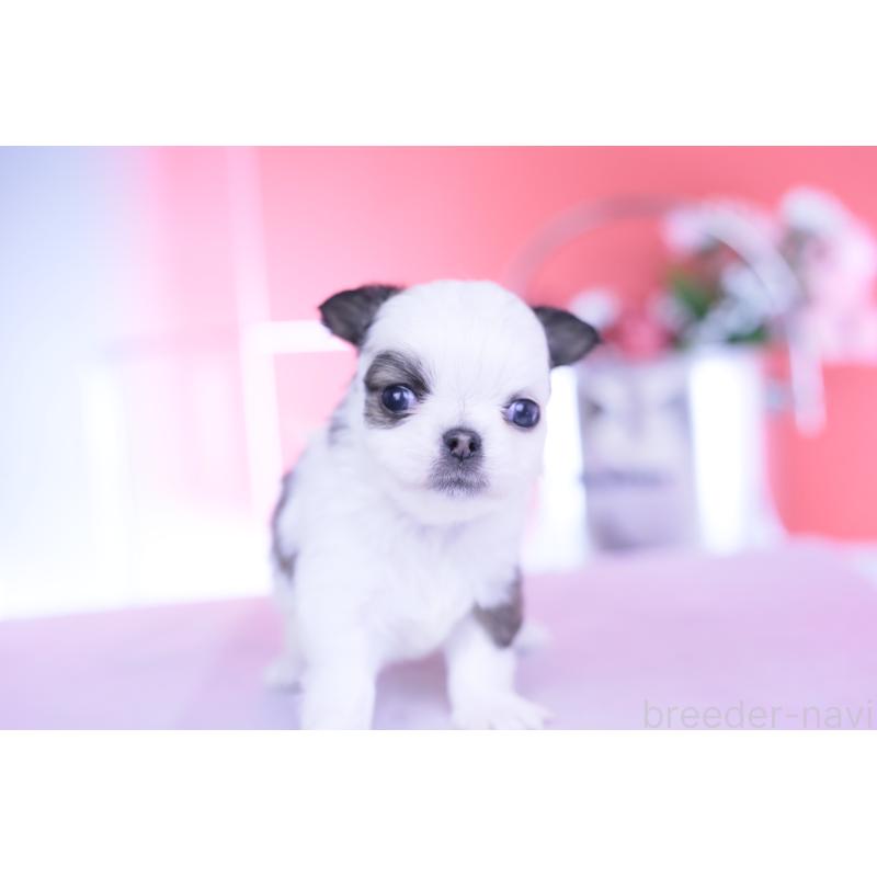 販売中の愛知県のチワワ(ロングコート)-444693の5枚目