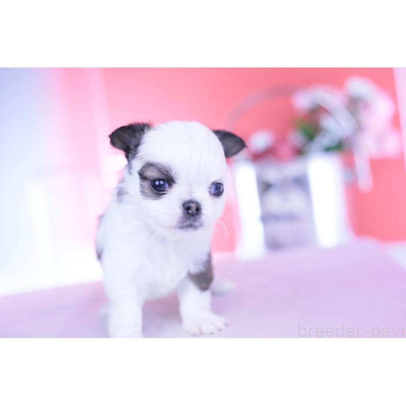 販売中の愛知県のチワワ(ロングコート)-444693の4枚目