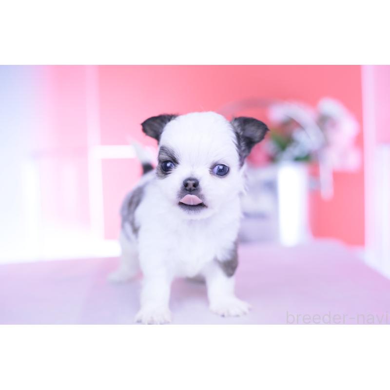 販売中の愛知県のチワワ(ロングコート)-444693の3枚目