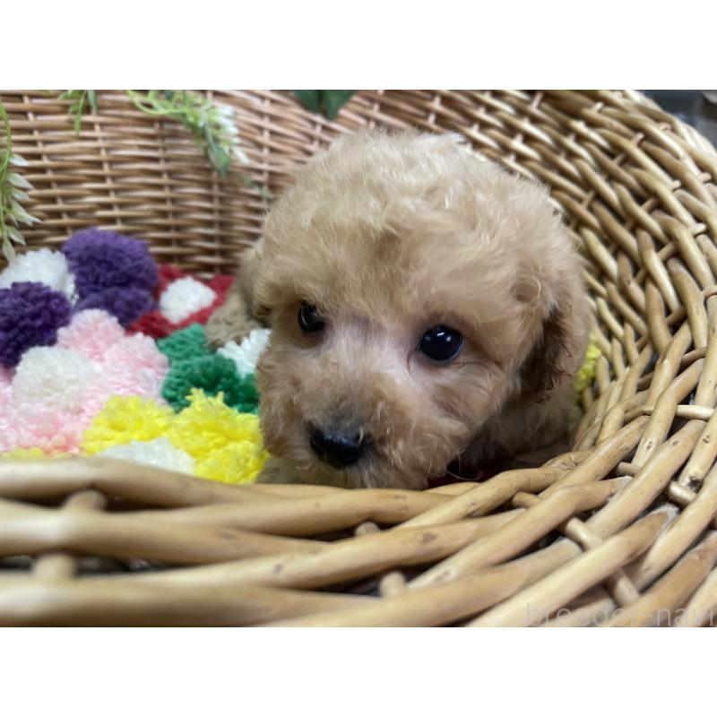 販売中の愛媛県のタイニープードル-444700の4枚目