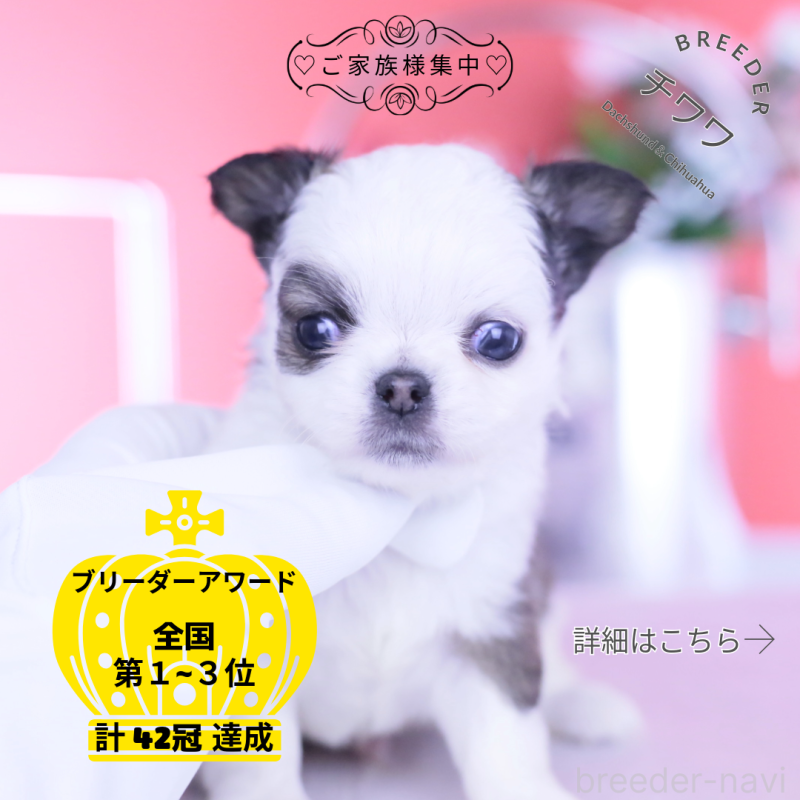 販売中の愛知県のチワワ(ロングコート)-444693の1枚目