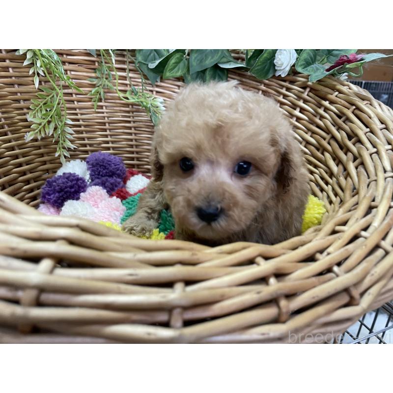 販売中の愛媛県のタイニープードル-444700の3枚目