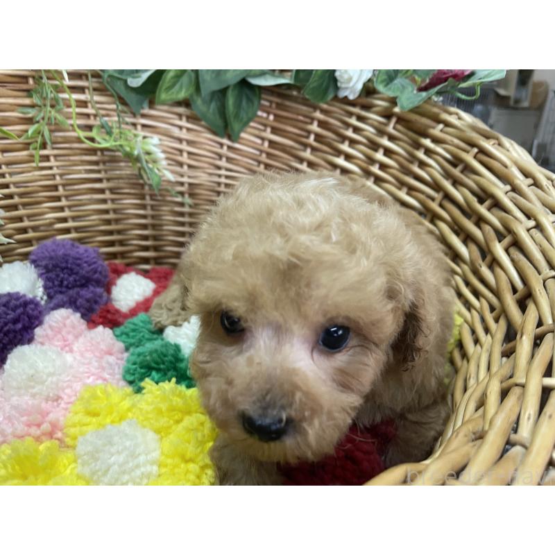 販売中の愛媛県のタイニープードル-444700の2枚目