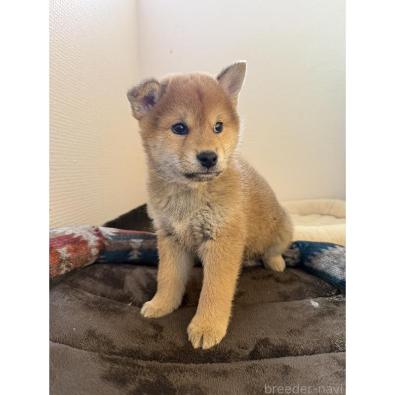 販売中の静岡県の柴犬-444704の9枚目