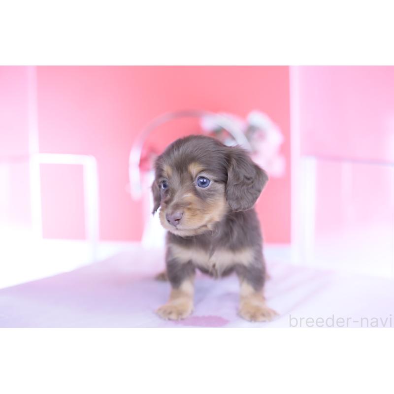 販売中の愛知県のカニンヘンダックスフンド(ロングヘアード)-444701の6枚目