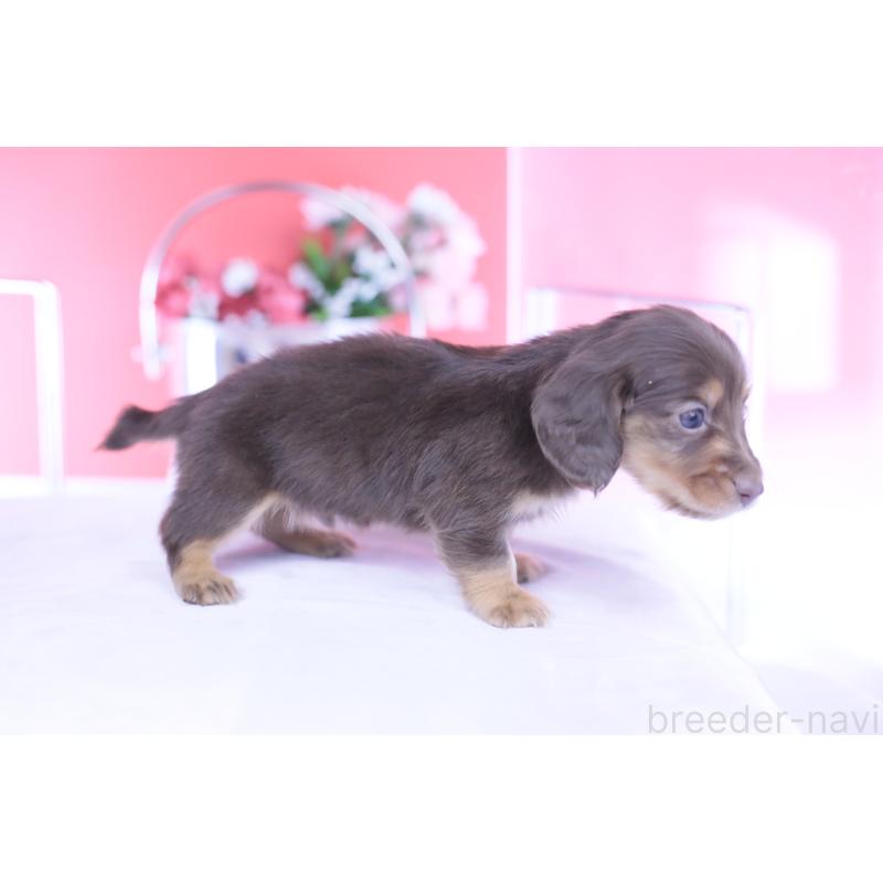 販売中の愛知県のカニンヘンダックスフンド(ロングヘアード)-444701の2枚目